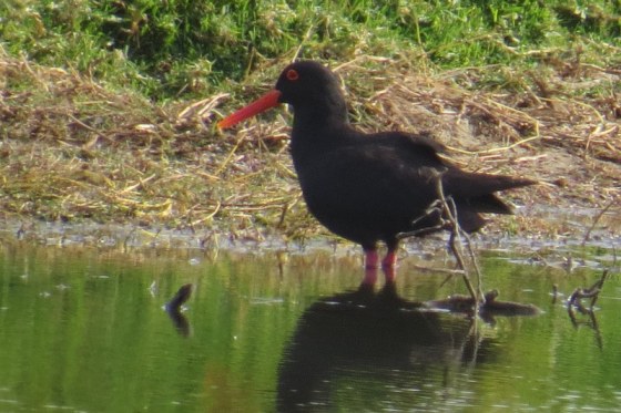 African Black Oyster Catcher