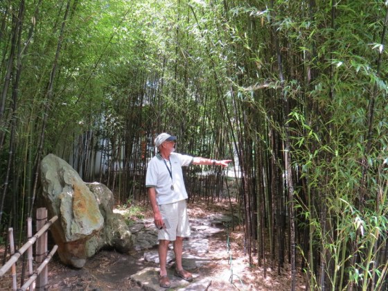 Earl in the bamboo forest