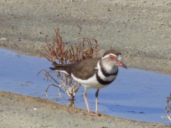Three banded plover