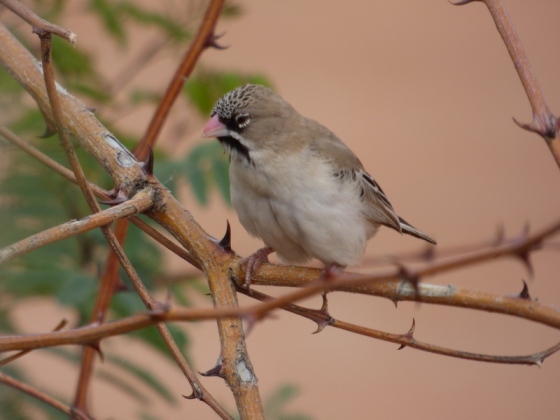 Scaly Feathered Finch