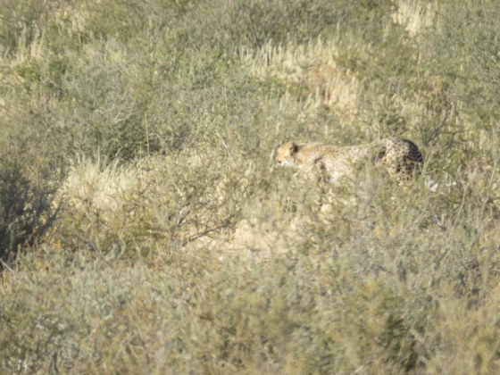 One of the cheetahs moving stealthily through the bush