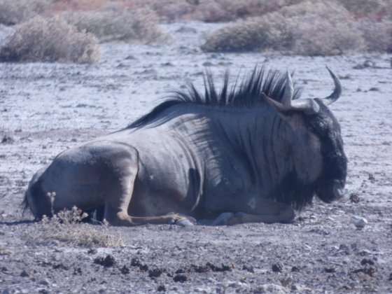 Stopping for a wildebeest